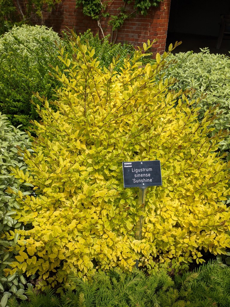 Ligustrum sinense 'Sunshine', RHS Wisley May 2022