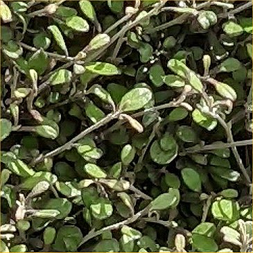 Corokia x virgata 'Silver Ghost' (close up), RHS Wisley May 2022