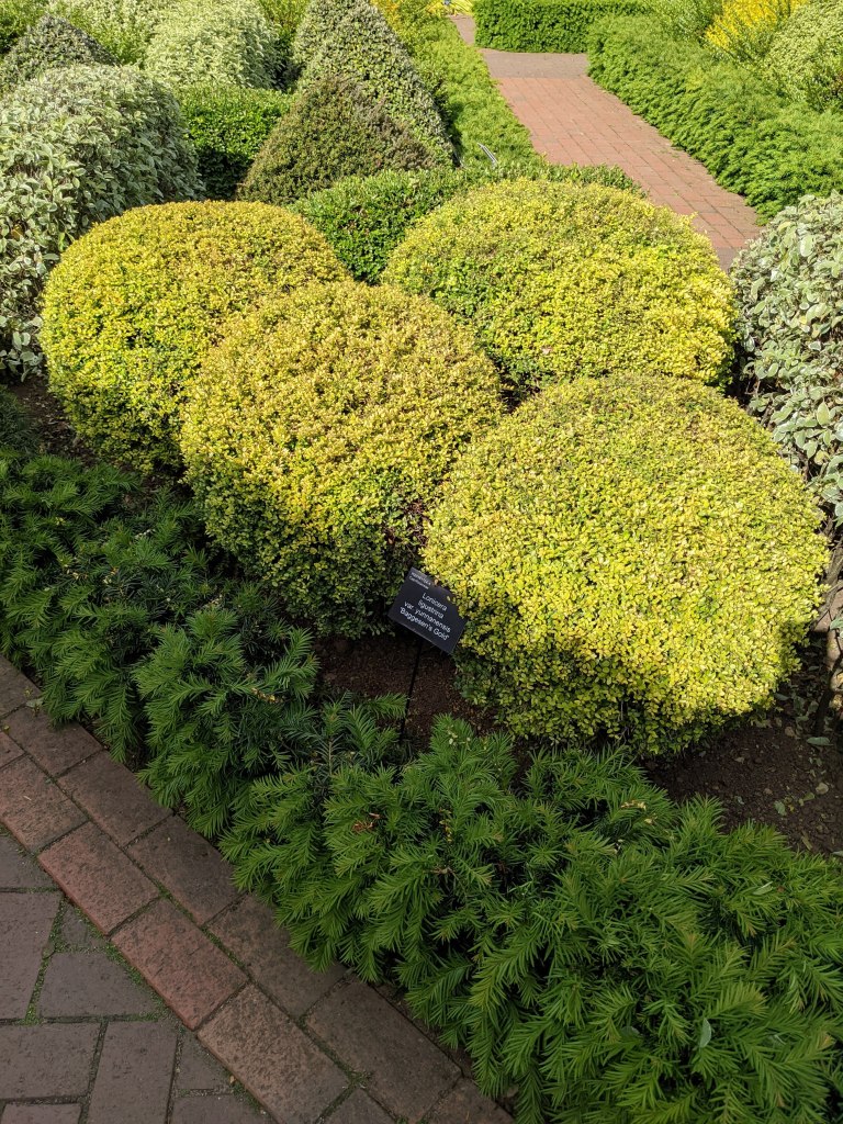 Lonicera ligustrina var. yunnanensis 'Baggeson's Gold', RHS Wisley May 2022