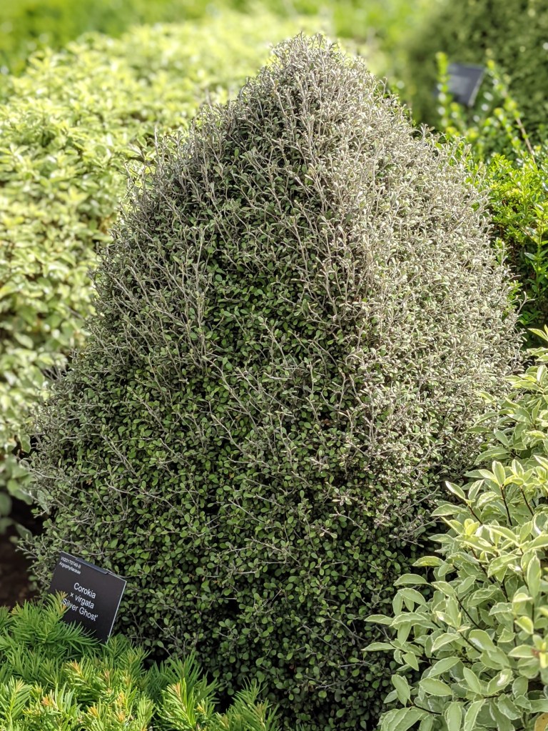 Corokia x virgata 'Silver Ghost', RHS Wisley May 2022