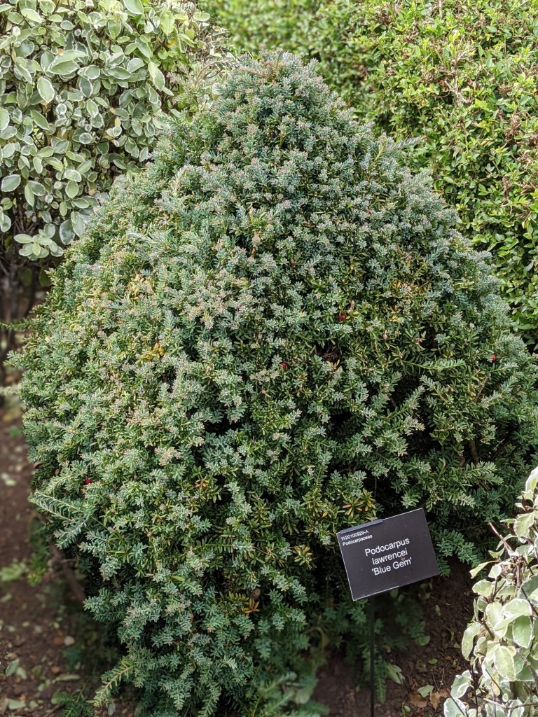 Podocarpus lawrencii 'Blue Gem', RHS Wisley May 2022