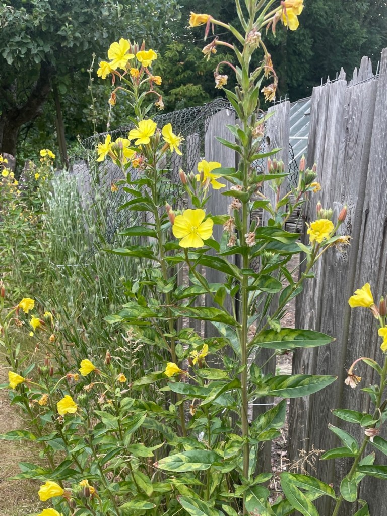 Evening Primrose