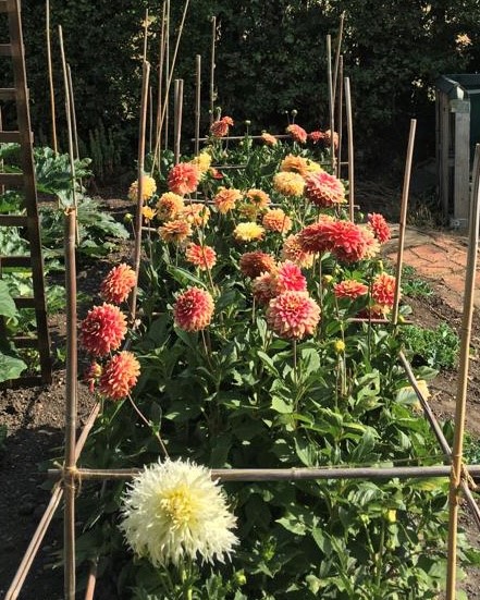 Dahlias