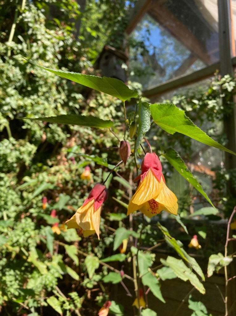 Abutilon