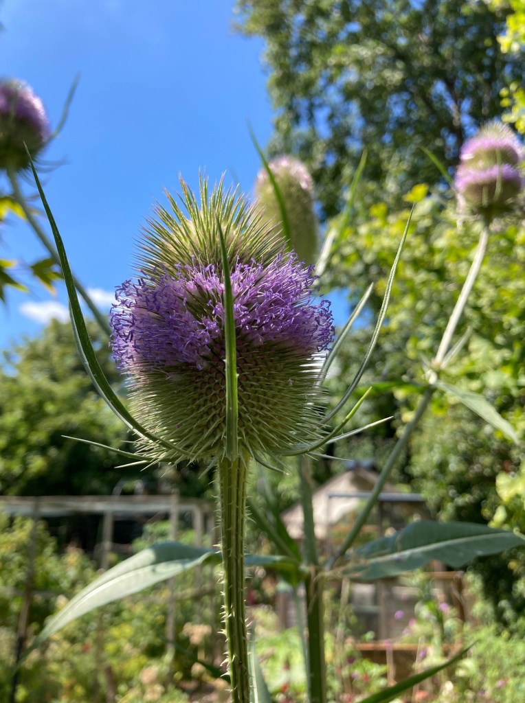 teasel