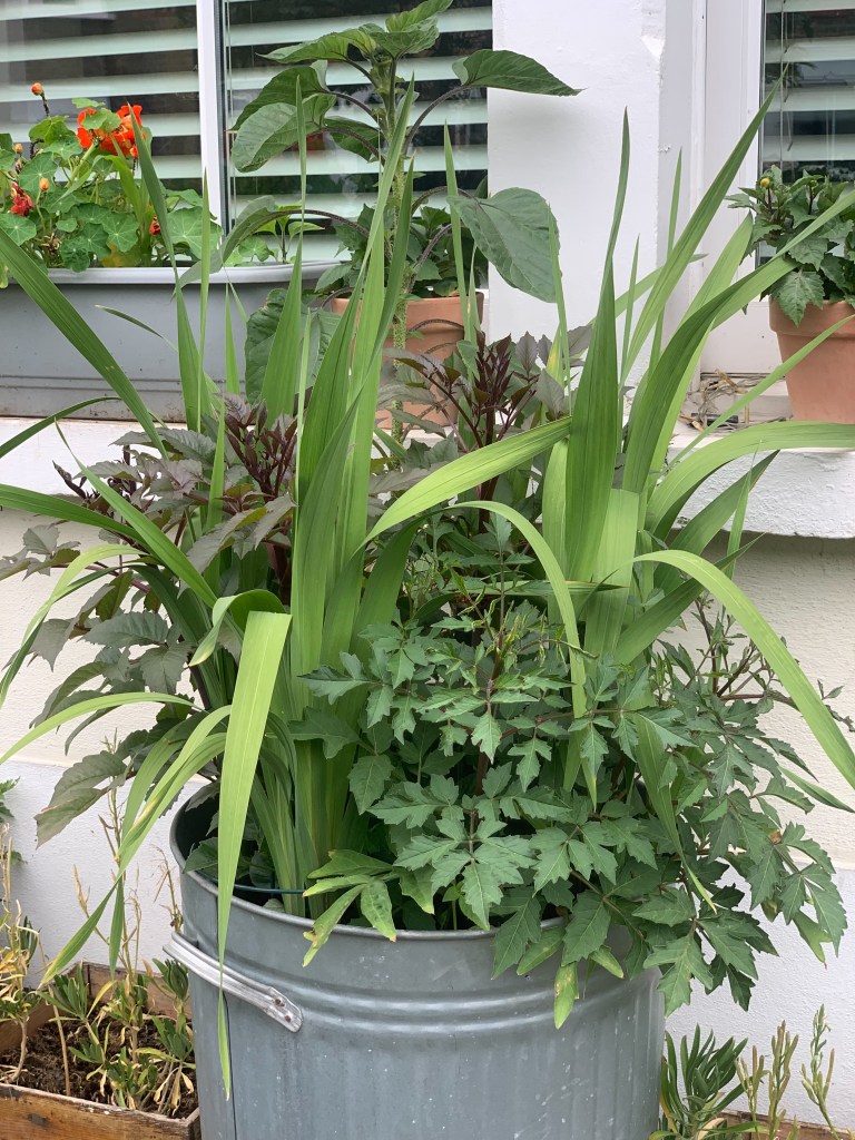 Container garden