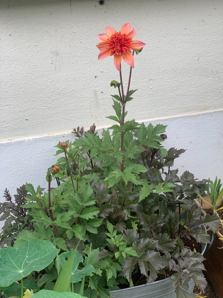 dahlia
