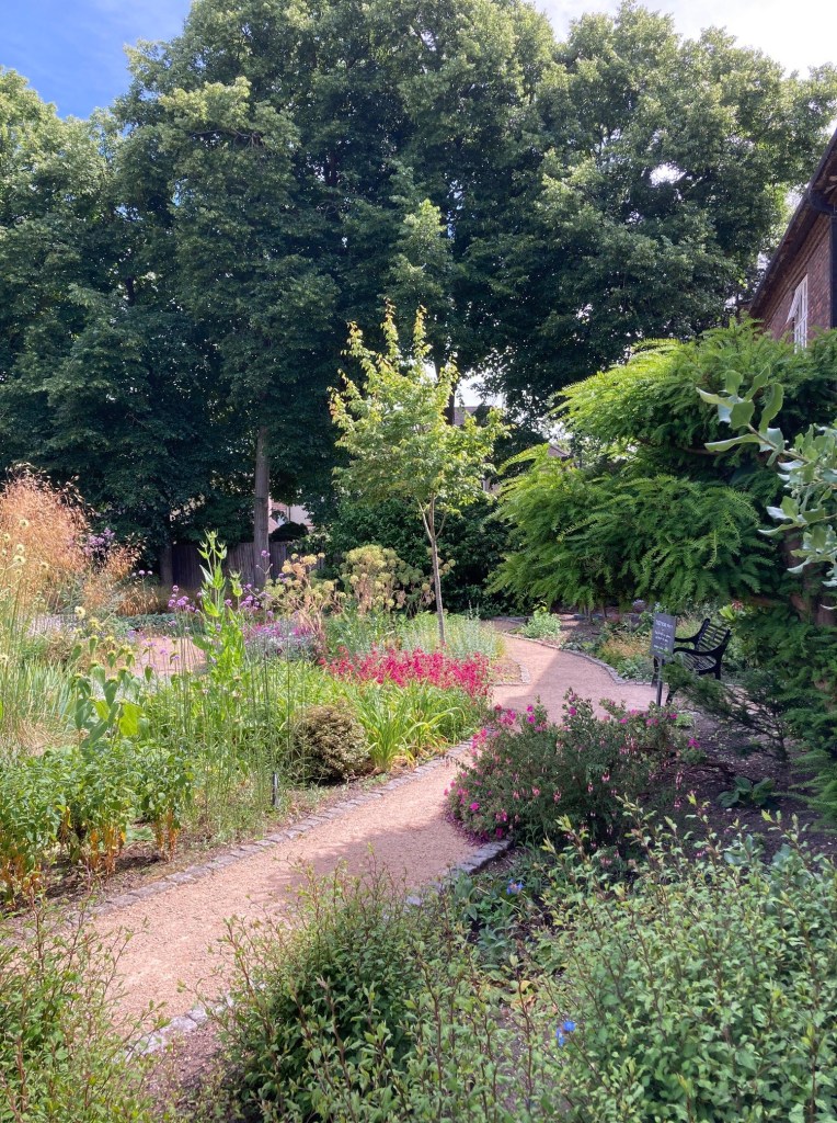 Amelanchier or Juneberry tree