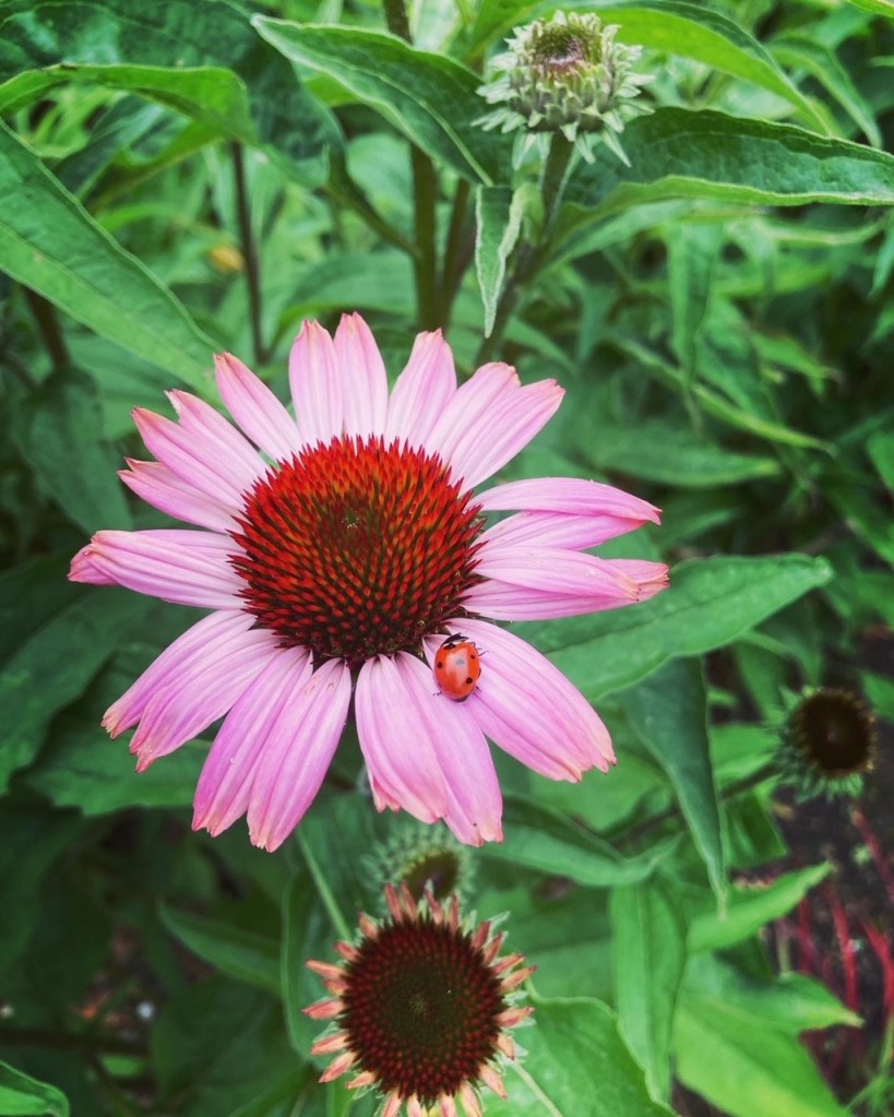 Echinacea with ladybird