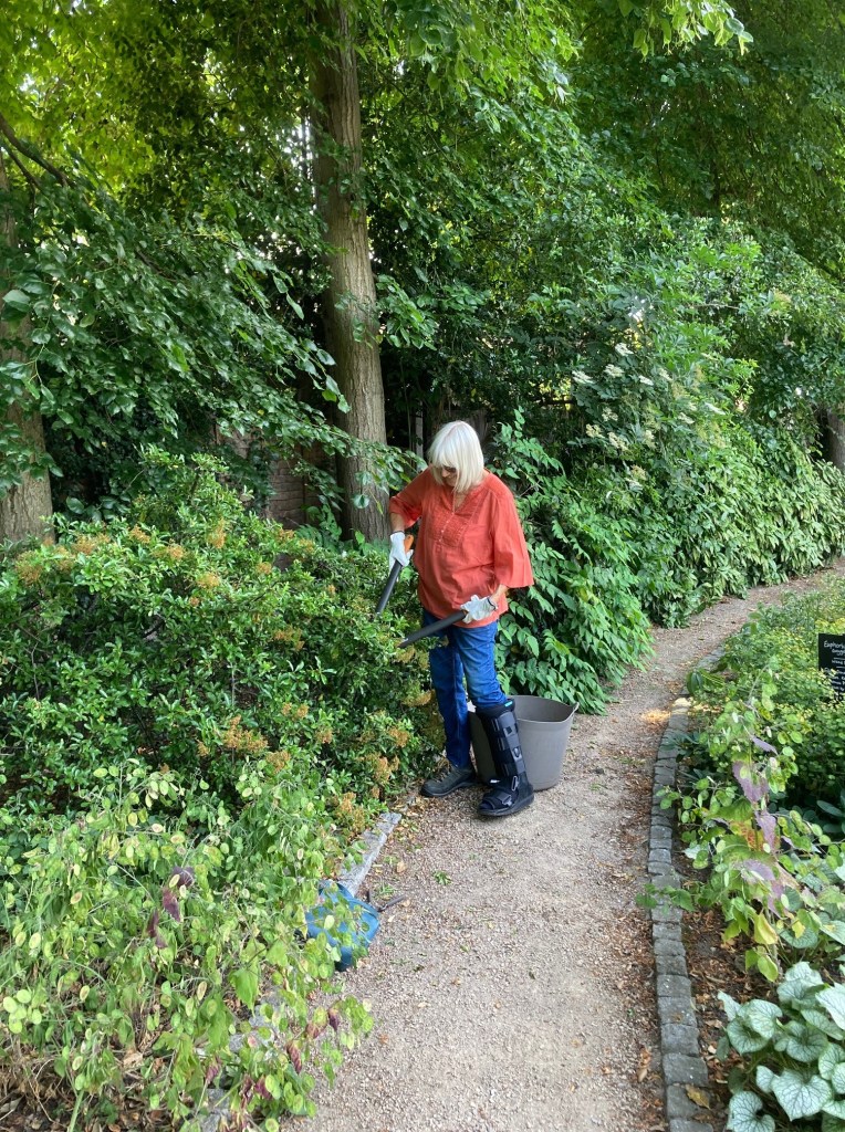 Linda doing some pruning
