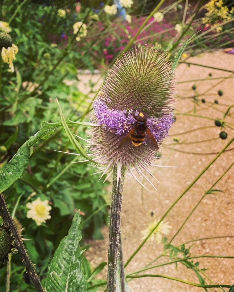 Teasel