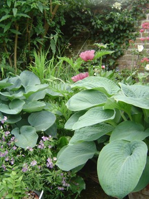 Photo of Hostas taken in the Spring!