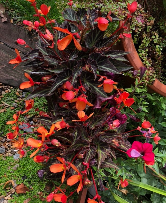 Begonia ‘Glowing Embers’