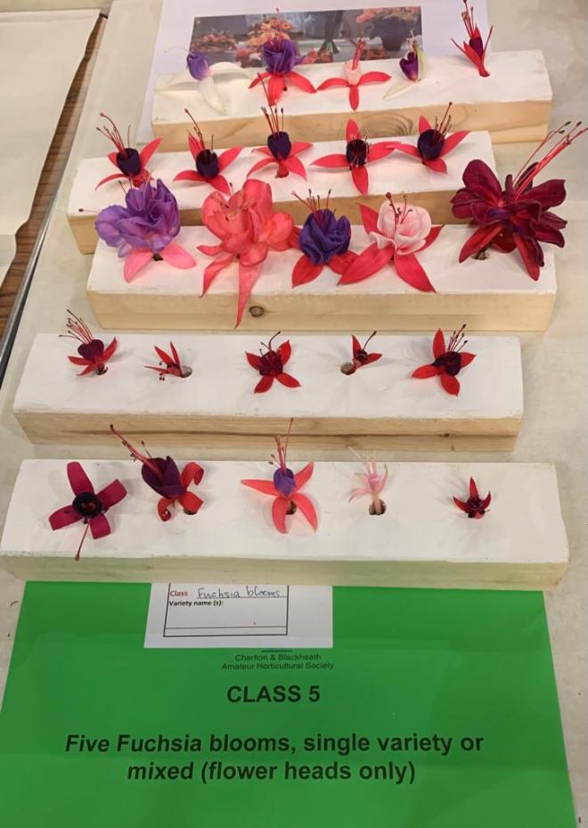 Class 5. Five Fuchsia blooms