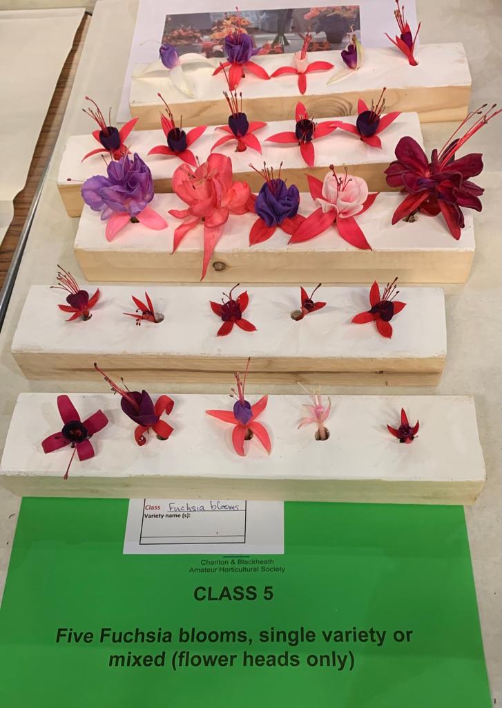 Class 5. Five Fuchsia blooms