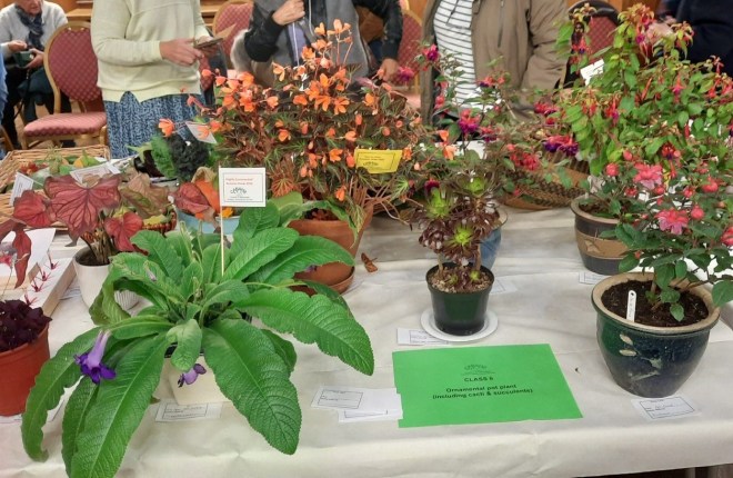 Class 6. Ornamental pot plants