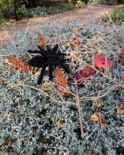 Spike the Spider in the OPG