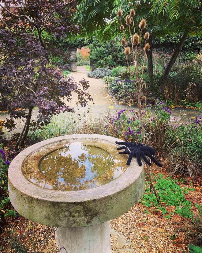 Spike the spider at bird bath