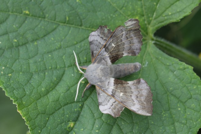 Poplar Hawk-moth