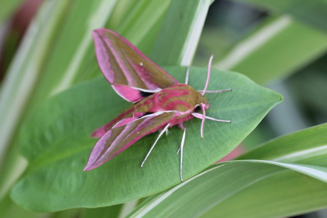Elephant Hawk-moth