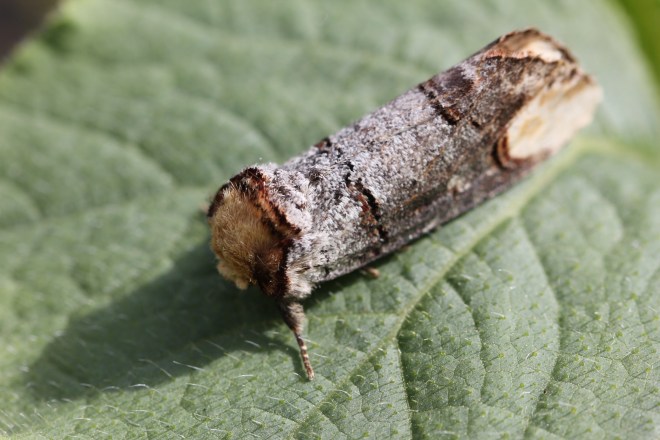 Buff-tip moth