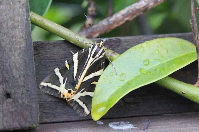 Jersey Tiger moth