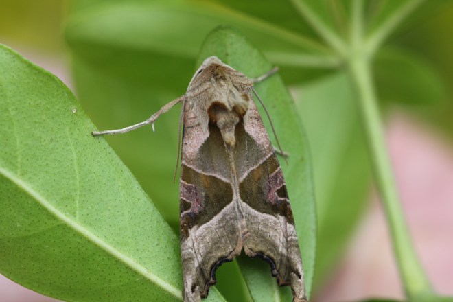 Angle Shades moth
