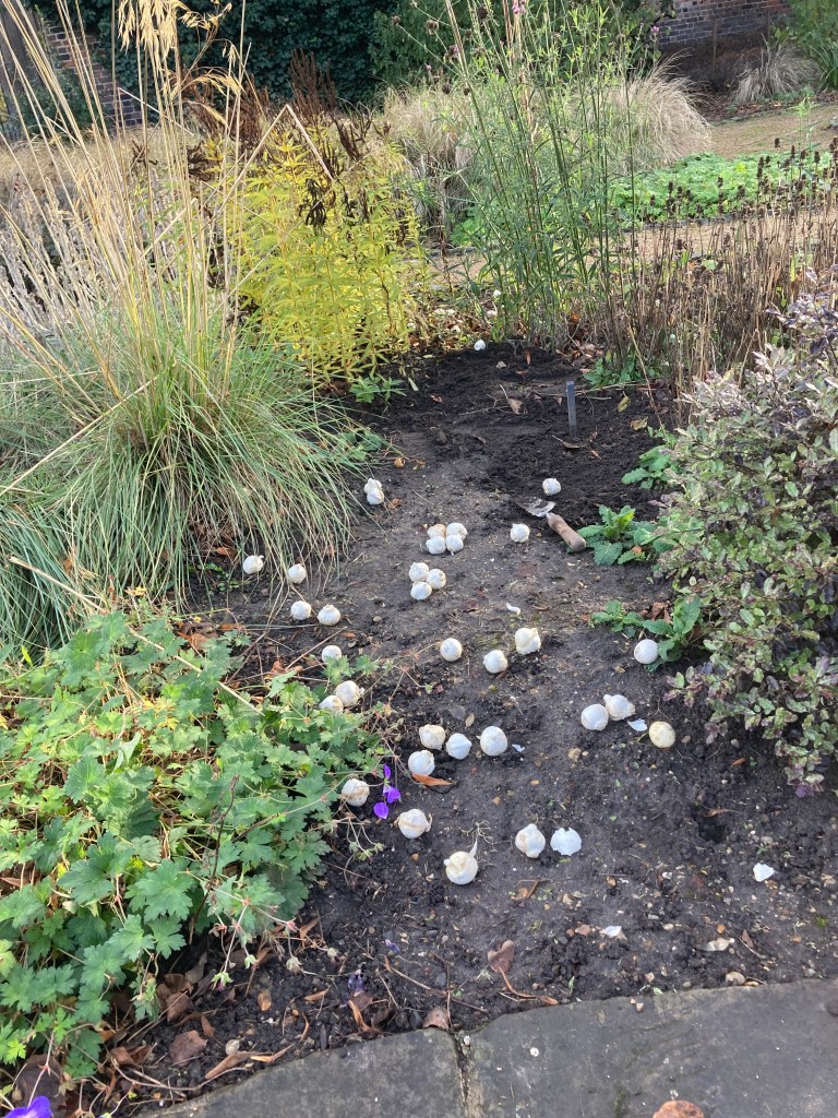 Spreading Allium bulbs