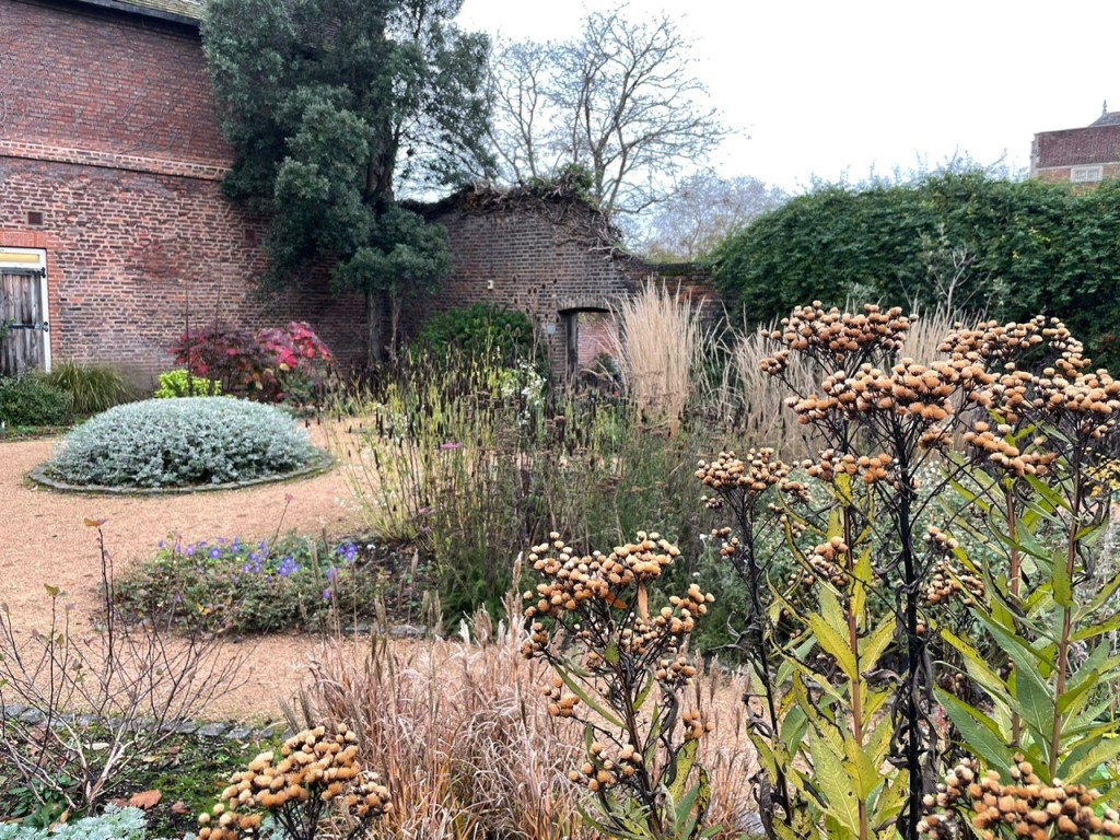 Seedheads in the OPG