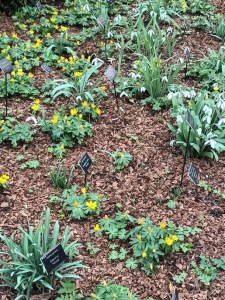 Snowdrops in Chelsea Physic Garden