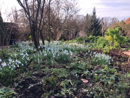 Great Dixter Snowdrops and Giant Fennel