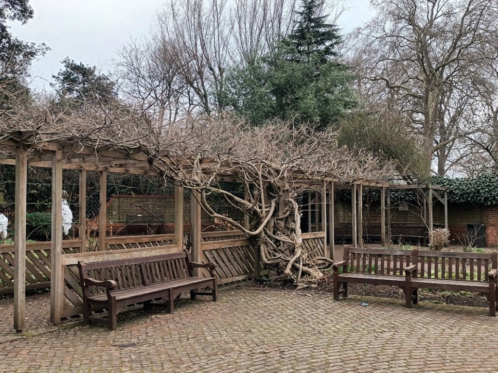 Pergola in Old English Garden in Battersea Park