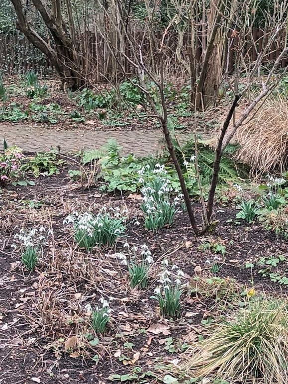 Snowdrops in Old English Garden in Battersea Park