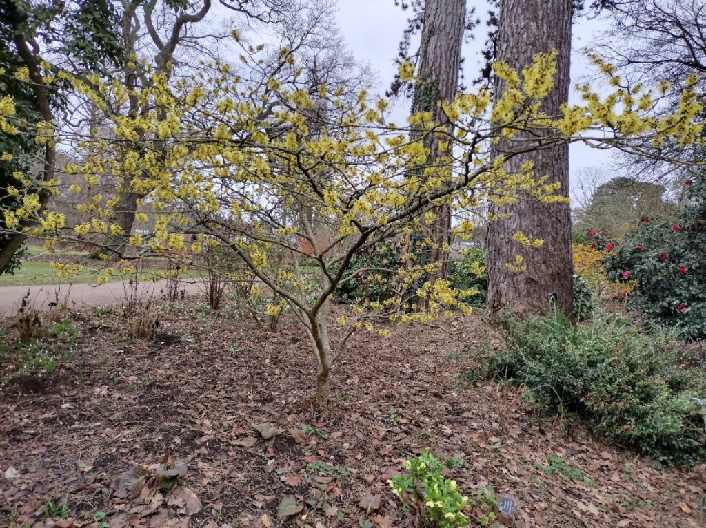 Hamamelis at RHS Wisley