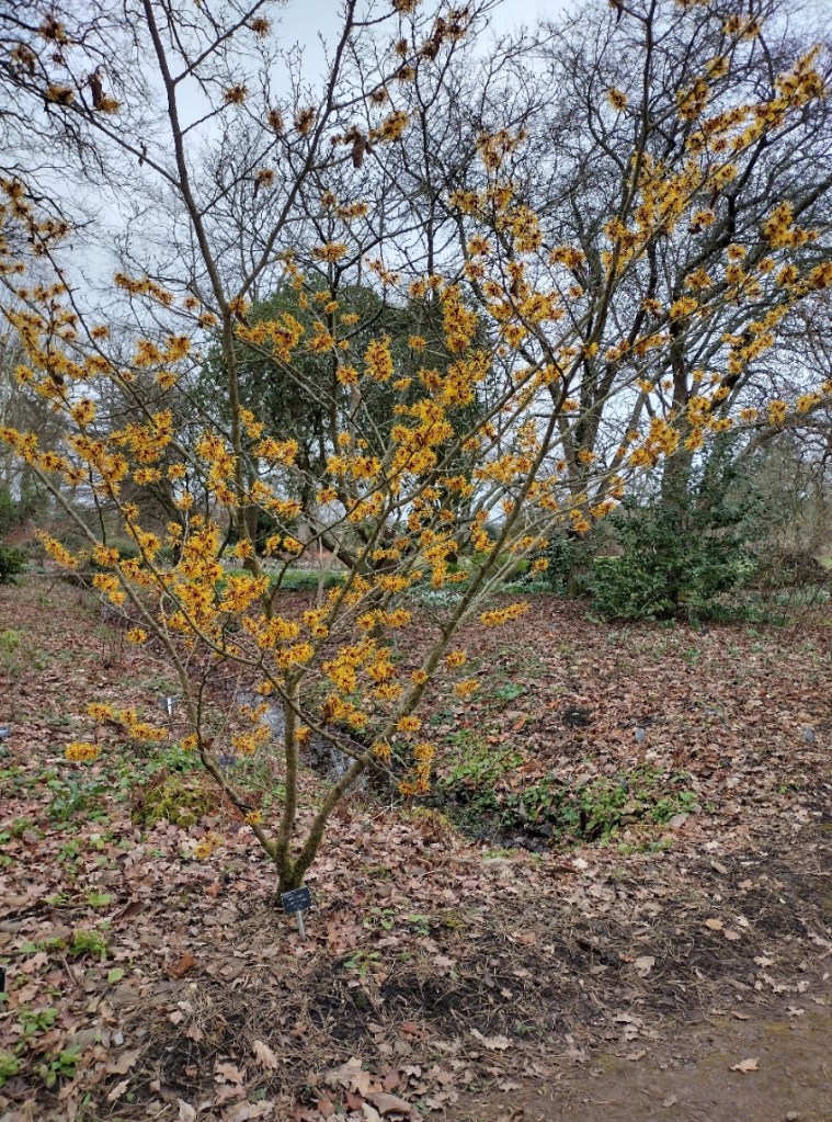 Hamamelis at RHS Wisley