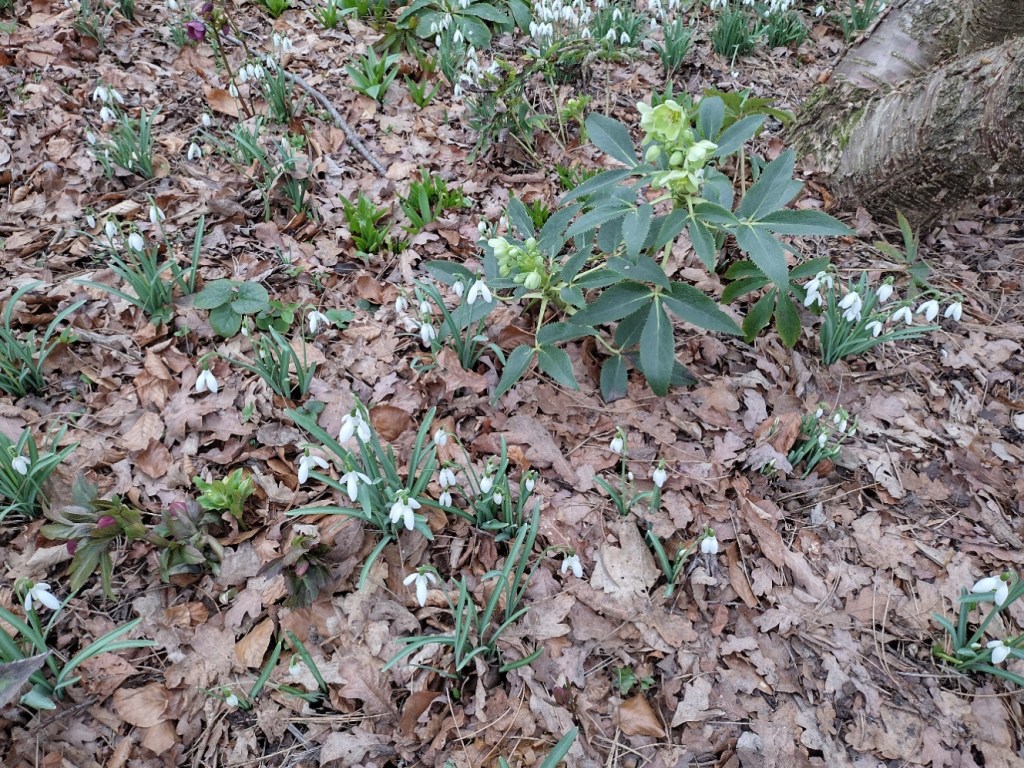 Snowdrops and Hellebore at RHS Wisley