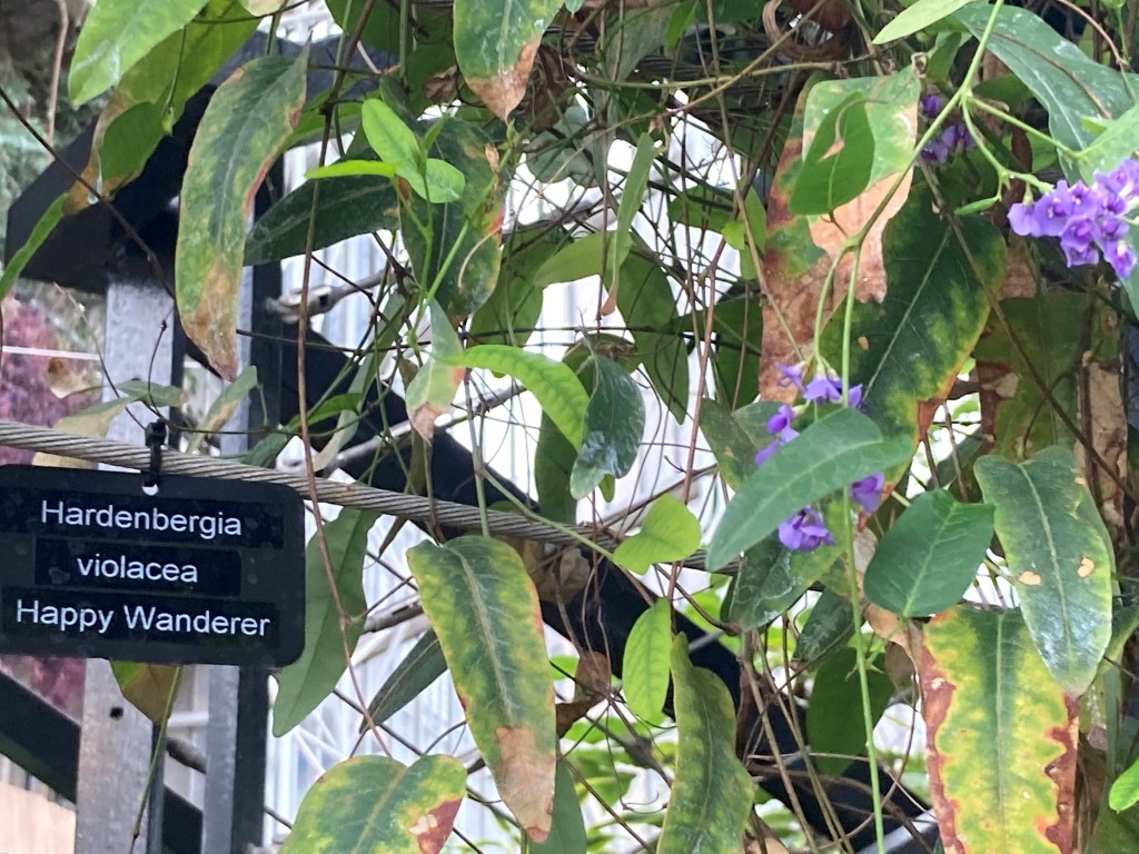 Plants in Barbican Conservatory