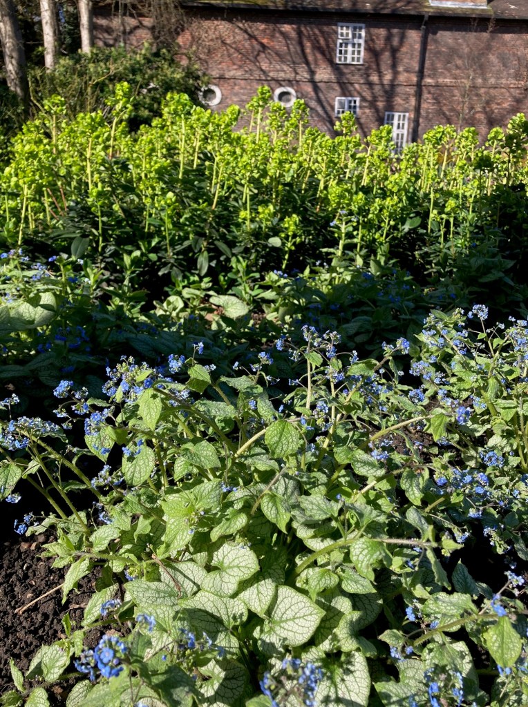 Euphorbia and Brunnera Jack Frost
