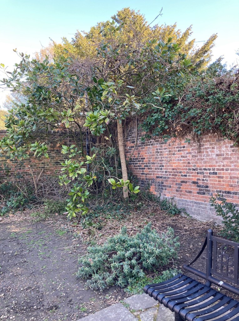 Magnolia grandiflora