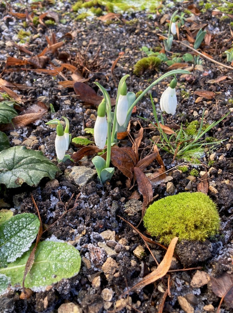 Snowdrops