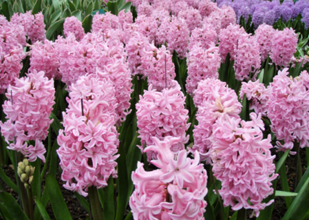 pink hyacinths staked - to stand firm