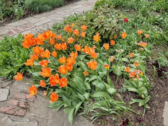 Tulips at Sissinghurst in April