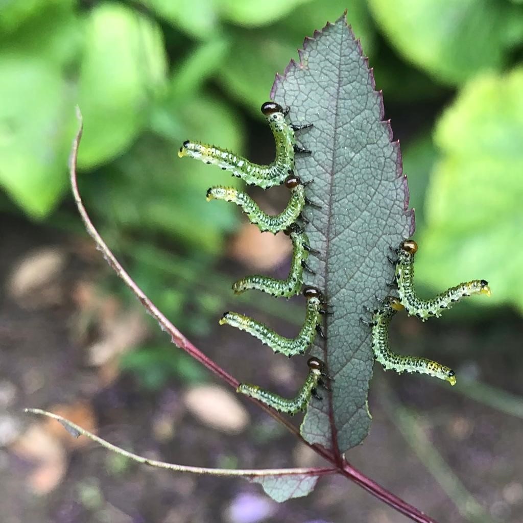 Large rose sawfly larvae on a Rosa glauca leaf. Photo by Jason Sylvan Large rose sawfly larvae on a Rosa glauca leaf.
Photo by Jason Sylvan