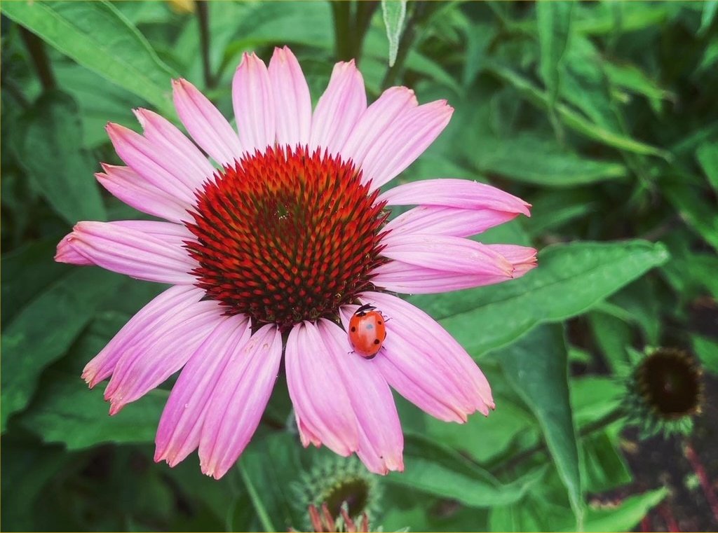 Ladybird on Echinacea purpurea. Photo by Kathy Aitken. Ladybird on Echinacea purpurea. Photo by Kathy Aitken.