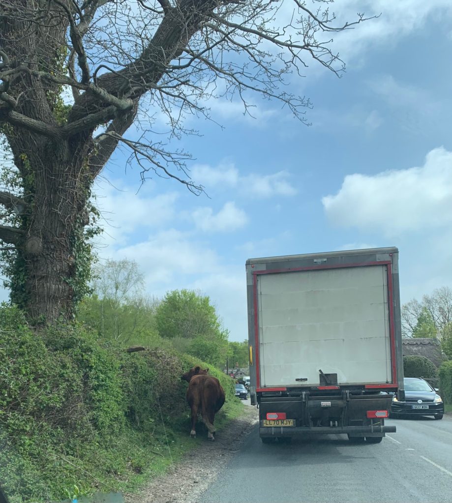 Sight of the New Forest - cow on the road