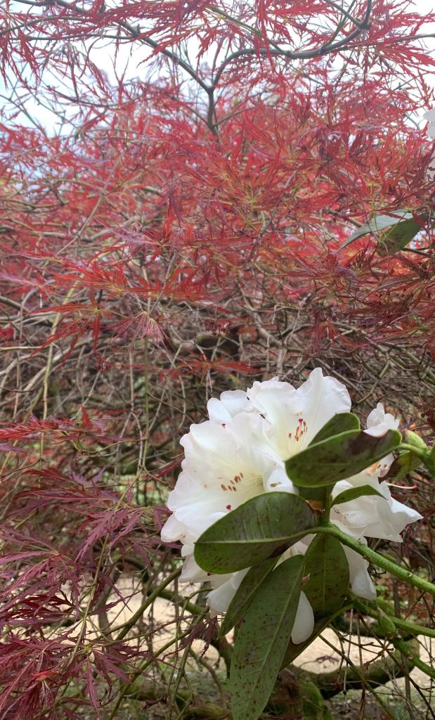 White Rhododendron flower
