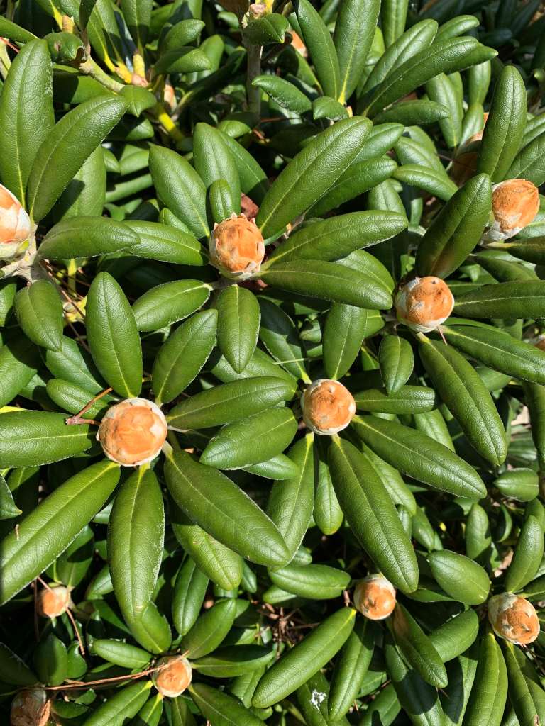 Rhododendron buds