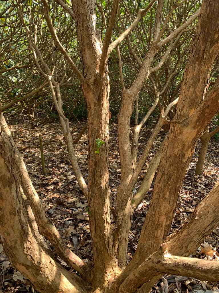 Trees in May - tree bark