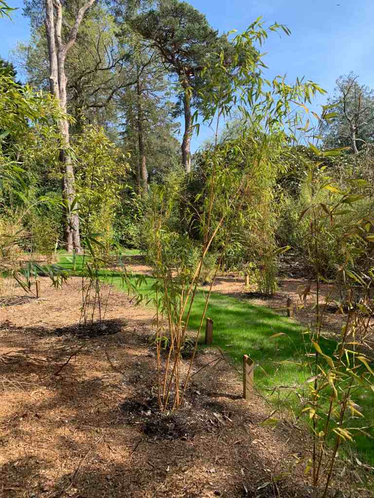 ‘Bamboozerie’, an area planted with different species of bamboo.