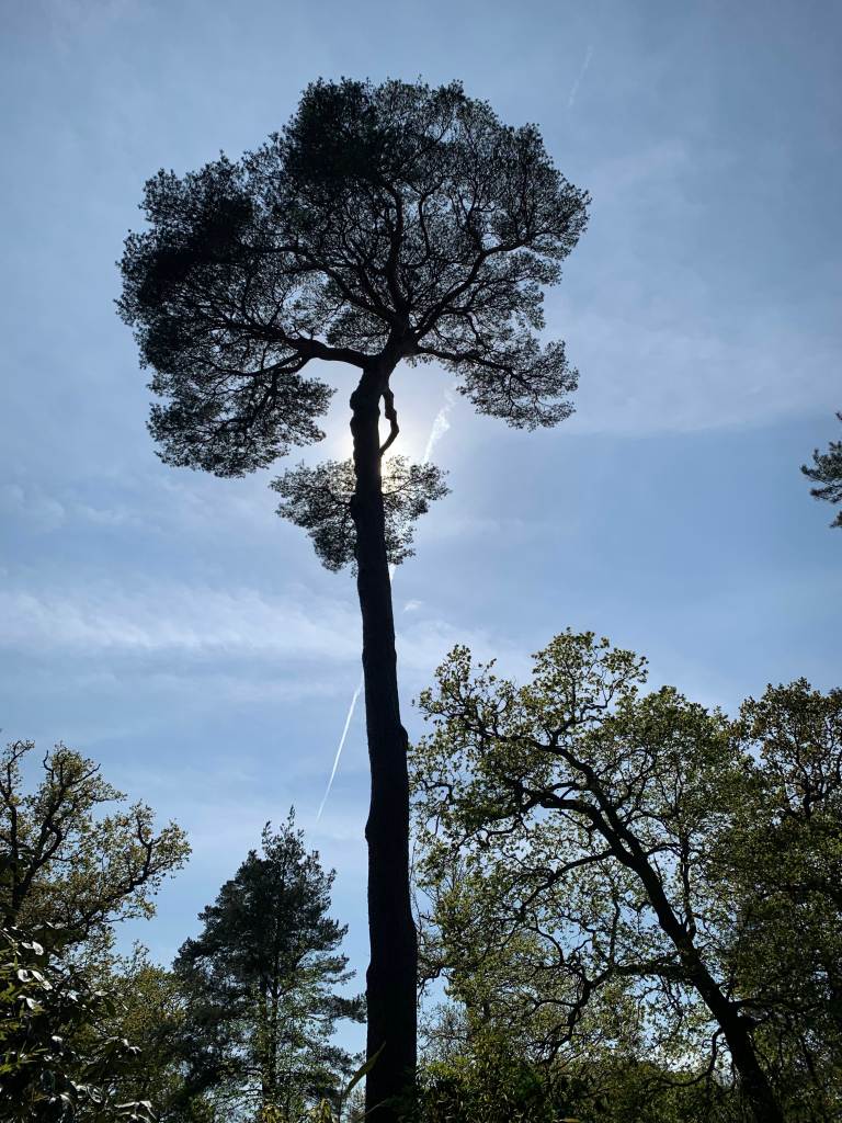 Trees in May - tall tree